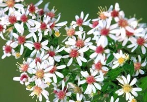 Fiori di Bach e problemi di erezione